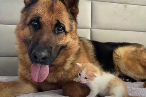 German Shepherd Doesn’t Understand Why Tiny Fluff Ball Keeps Meowing