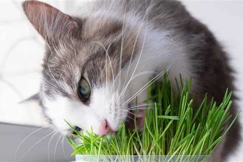 Why You Should Grow Cat Grass: Benefits & Uses Explained