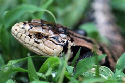 Herp Photo of the Day: Skink