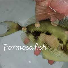 Monday Archives: Extremely Rare Hairfin Triggerfish (Abalistes filamentosus) Collected