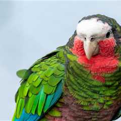 Cuban Amazon Parrot: Appearance, Temperament, and Health