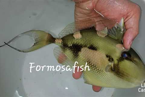 Monday Archives: Extremely Rare Hairfin Triggerfish (Abalistes filamentosus) Collected