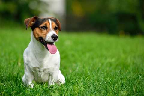 Luxating Patella in Dogs