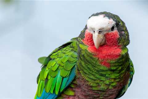 Cuban Amazon Parrot: Appearance, Temperament, and Health