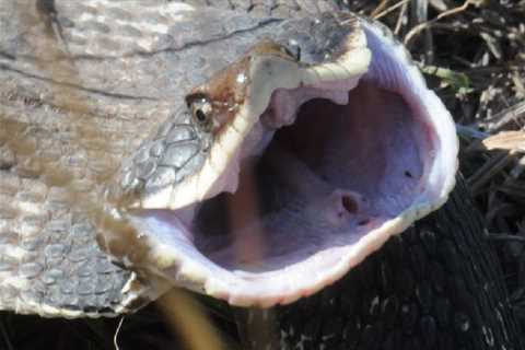 Herp Photo of the Day: Hognose