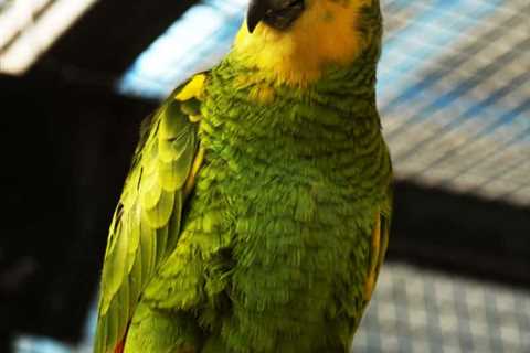 Problems With My 42 YO Amazon Parrot I Adopted 12 Years Ago