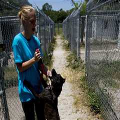 Low-Income Assistance Programs for Animal Shelters in Lee County, Florida