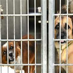 The Impact of Volunteering at Animal Shelters in Los Angeles County