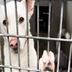 The Essential Services Offered by Animal Shelters in Los Angeles County, CA
