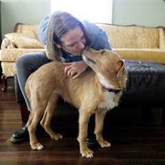 Shelter Dog Adoption: Myths You Thought Were True