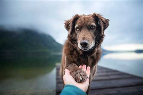 Dog Paw Hyperkeratosis