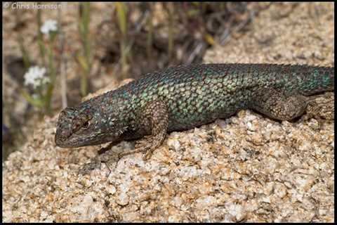 Herp Photo of the Day: Fence Lizard