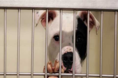 The Benefits of Microchipping Services Offered by Animal Shelters in Los Angeles County