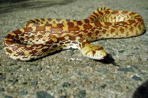 Herp Photo of the Day: Bullsnake