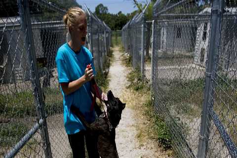 Low-Income Assistance Programs for Animal Shelters in Lee County, Florida