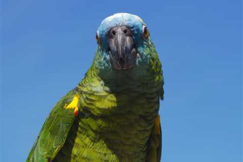 In an Emergency is Canned Heat Safe for My Amazon Parrot?