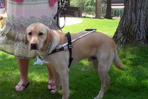 The Ultimate List Of Guide Dog Schools In The United States And Canada