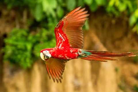 Help! My 16 YO Greenwing Macaw Suddenly Started Plucking.