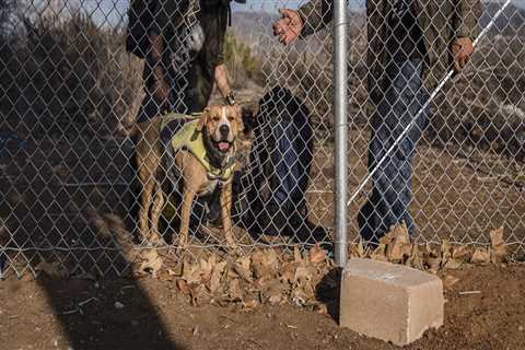 Staying Connected: How to Stay Updated on Animal Shelters in Los Angeles County, CA