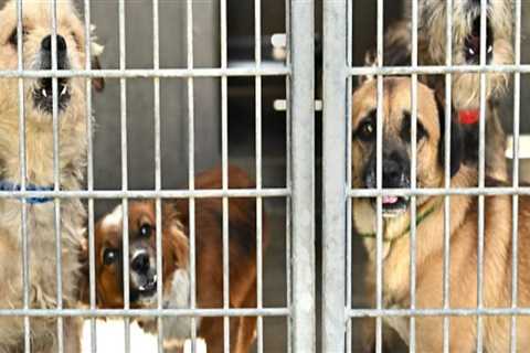 The Impact of Volunteering at Animal Shelters in Los Angeles County