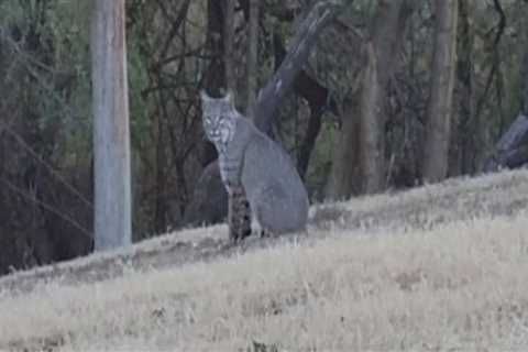 Exploring Wildlife Research Projects in Lubbock, Texas