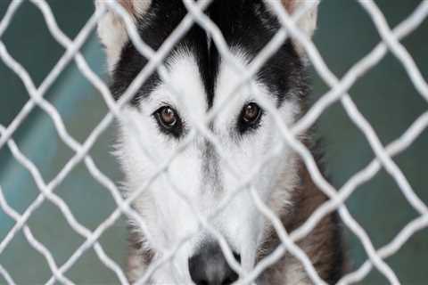 The Joy of Adopting Senior and Special Needs Animals in Los Angeles County