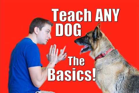 Dog Training 101: How to Train ANY DOG the Basics