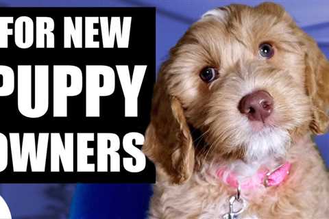 Your Complete First Week Puppy Training Plan