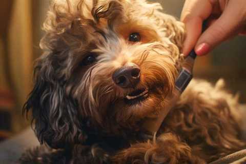 Simple At-Home Dog Ear Care Techniques