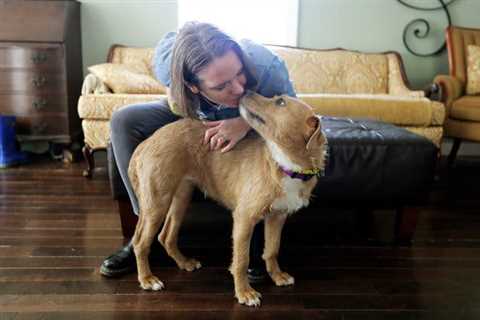 Shelter Dog Adoption: Myths You Thought Were True