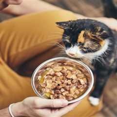 Feeding Your Cat: The Mouse Diet