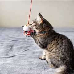 Unleash Your Cat's Inner Pilot with Flying Toy!