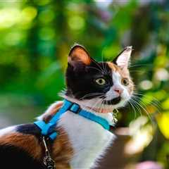 Unleash Your Cat's Potential with Harness Training