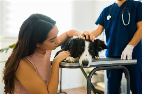 Dog Euthanasia: End of Life Options and Preparation Guide