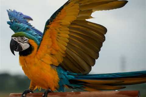 How Many Parrots Are Killed by Wind Turbines & Where ~ a Deep Dive