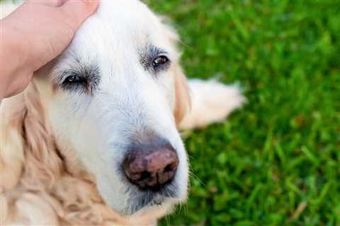 When to Put a Dog Down: 8 Signs it Might Be Time