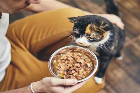 Feeding Your Cat: The Mouse Diet