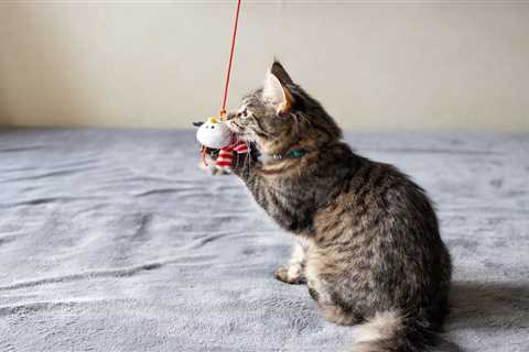 Unleash Your Cat's Inner Pilot with Flying Toy!