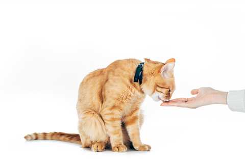 Revolutionize Cat Training with This Collar!