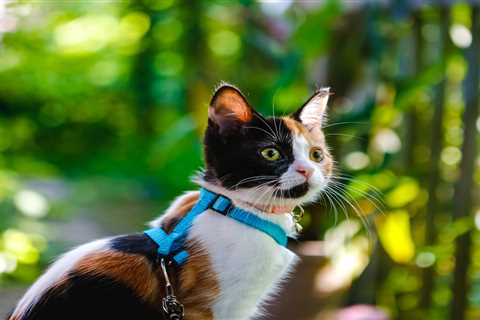 Unleash Your Cat's Potential with Harness Training