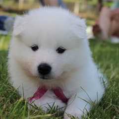 Ultimate Samoyed Puppy Shopping List: Checklist of 23 Must-Have Items