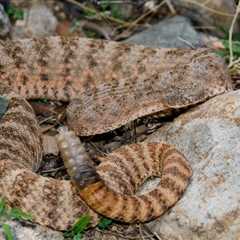 Herp Photo of the Day: Happy Rattlesnake Friday!