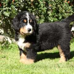 9 Best Puppy Dog Foods for Bernese Mountain Dogs