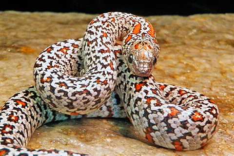 Herp Photo of the Day: Kingsnake