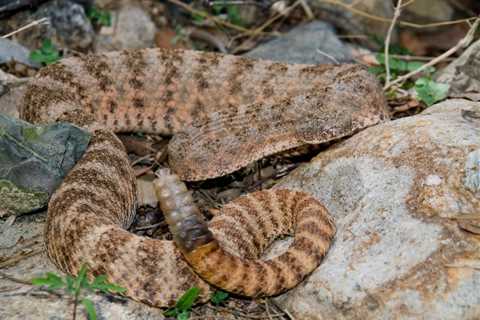 Herp Photo of the Day: Happy Rattlesnake Friday!