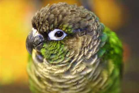 What’s Going on With Our Pineapple Green Cheek Conure?