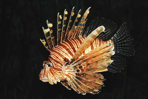 Lionfish Elimination News!