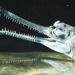Herp Photo of the Day: Gharial