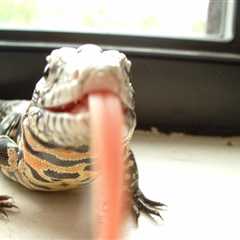 Herp Photo of the Day: Tegu