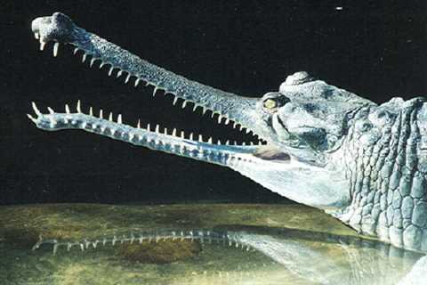 Herp Photo of the Day: Gharial